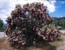 Attēlu rezultāti vaicājumam “Robinia neomexicana”