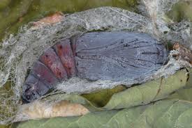 Attēlu rezultāti vaicājumam “Catocala sponsa”