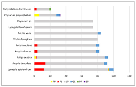 Attēlu rezultāti vaicājumam “Lycogala flavofuscum sessile”