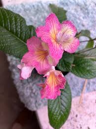 Image result for Streptocarpus