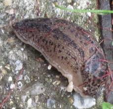 Attēlu rezultāti vaicājumam “Limax maximus”