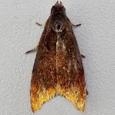 Attēlu rezultāti vaicājumam “Pammene rhediella”