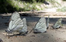 Attēlu rezultāti vaicājumam “Aporia crataegi male”