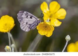 Attēlu rezultāti vaicājumam “Parnassius mnemosyne upperside”