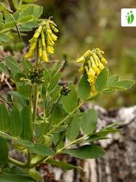 Attēlu rezultāti vaicājumam “Astragalus glycyphyllos fruit”