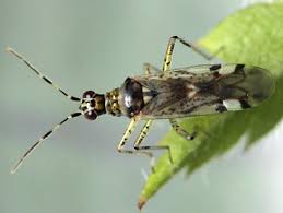 Attēlu rezultāti vaicājumam “Dicyphus sp.”