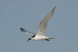 Image result for Gelochelidon nilotica