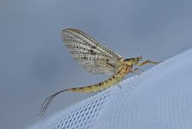 Attēlu rezultāti vaicājumam “Ephemera vulgata”