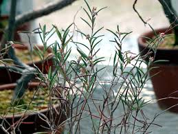 Attēlu rezultāti vaicājumam “Andromeda polifolia leaf”