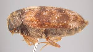 Attēlu rezultāti vaicājumam “Dermestidae”