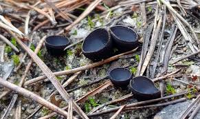 Attēlu rezultāti vaicājumam “Pseudoplectania nigrella”