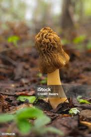 Attēlu rezultāti vaicājumam “Verpa bohemica”