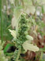 Attēlu rezultāti vaicājumam “Chenopodium album flower”