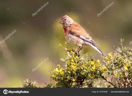 Attēlu rezultāti vaicājumam “Carduelis cannabina”