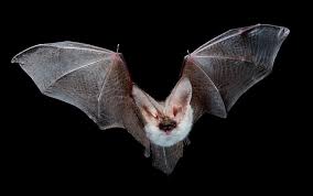 Attēlu rezultāti vaicājumam “Myotis sp.”