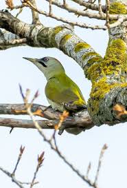 Attēlu rezultāti vaicājumam “Picus canus female”
