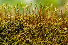 Attēlu rezultāti vaicājumam “Leskea polycarpa sporophyte”