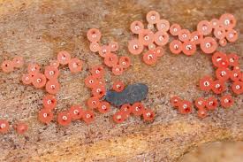 Attēlu rezultāti vaicājumam “Enerthenema papillatum macro”