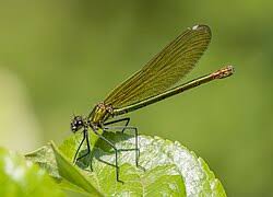 Attēlu rezultāti vaicājumam “Calopteryx splendens”