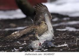 Attēlu rezultāti vaicājumam “Accipiter nisus”