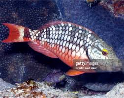 Image result for Sparisoma viride