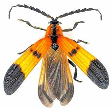 Attēlu rezultāti vaicājumam “Lycidae”