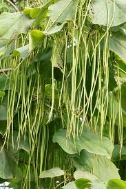 Attēlu rezultāti vaicājumam “Catalpa ovata fruit”