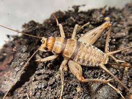 Attēlu rezultāti vaicājumam “Gryllus domesticus”