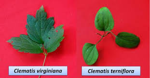 Attēlu rezultāti vaicājumam “Clematis leaf”