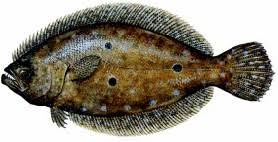 Image result for Paralichthys albigutta