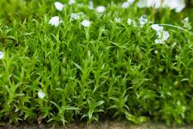 Attēlu rezultāti vaicājumam “Pleurocarpous mosses”