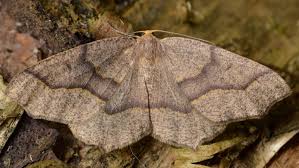 Attēlu rezultāti vaicājumam “Geometridae”