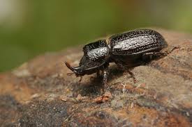 Attēlu rezultāti vaicājumam “Sinodendron cylindricum male”