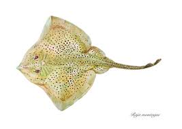 Image result for Raja montagui