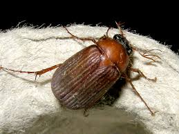 Attēlu rezultāti vaicājumam “Serica brunnea”