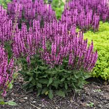 Attēlu rezultāti vaicājumam “Salvia nemorosa”