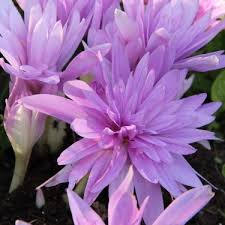 Attēlu rezultāti vaicājumam “Colchicum luteum flower”