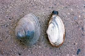Image result for Clams