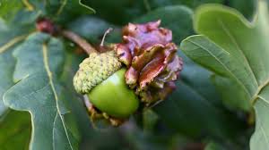 Attēlu rezultāti vaicājumam “Quercus robur fruit”