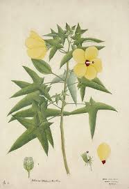 Image result for Abelmoschus moschatus