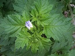 Attēlu rezultāti vaicājumam “Nicandra physalodes fruit”
