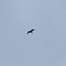 Image result for Lanarkshire and Lothian Soaring Club