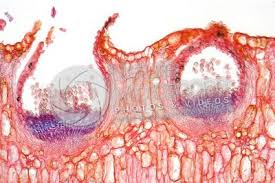 Attēlu rezultāti vaicājumam “Puccinia poarum”