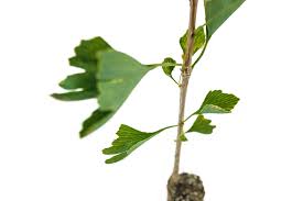 Attēlu rezultāti vaicājumam “Ginkgo biloba leaf”