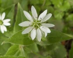 Attēlu rezultāti vaicājumam “Myosoton aquaticum flower”