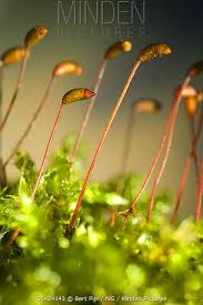 Attēlu rezultāti vaicājumam “Brachythecium rutabulum”