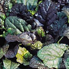 Attēlu rezultāti vaicājumam “Ajuga reptans leaf”