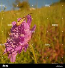 Attēlu rezultāti vaicājumam “Nemophora metallica”