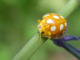 Attēlu rezultāti vaicājumam “Halyzia sedecimguttata”