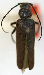 Attēlu rezultāti vaicājumam “Criocephalus rusticus”